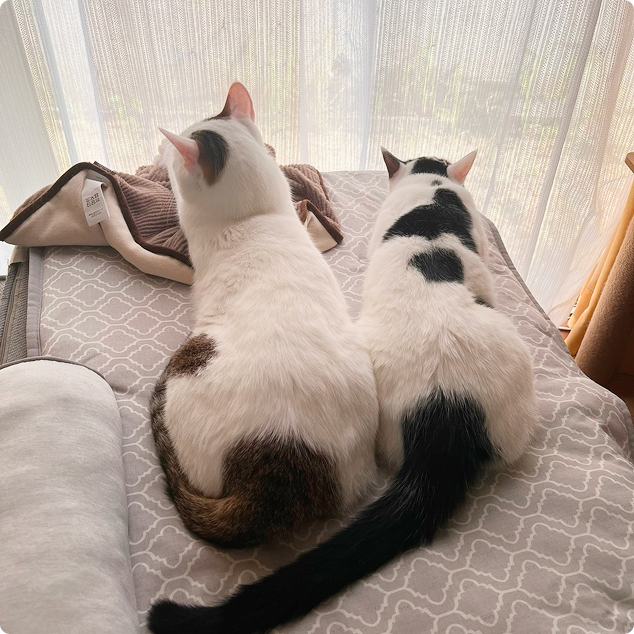 猫の画像